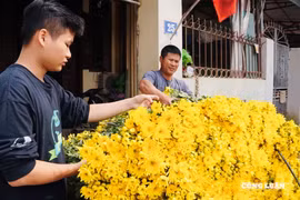 Làng hoa Tây Tựu hối hả vào vụ Tết Bính Ngọ 2026