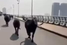 Xuất hiện đàn trâu chạy qua nhiều tuyến phố trung tâm ở TP Đà Nẵng