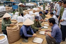 Giá lúa gạo hôm nay 23/1/2026: Gạo nguyên liệu có tăng?