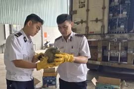 Lập đường dây nóng 24/7, khẩn trương gỡ ách tắc kiểm tra thực phẩm xuất, nhập khẩu