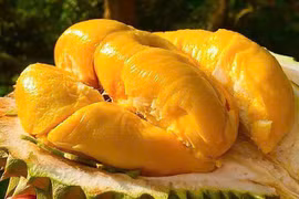 Giá sầu riêng hôm nay 8/1: Sầu Thái và Ri6 đồng loạt tăng 5.000 đồng/kg