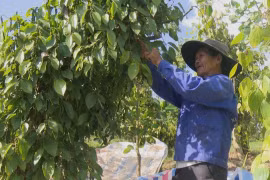 Giá tiêu hôm nay 26/12: Tăng nhẹ, chạm mốc 150.500 đồng/kg