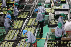 Thaco trồng chuối, nuôi bò: 'Ông lớn' ngành ô tô ‘đại náo’ nông nghiệp Việt
