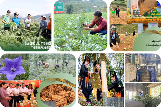 Lào Cai thúc đẩy phát triển dược liệu chiến lược gắn với chế biến sâu, du lịch và chuyển đổi số. Ảnh: CTTĐT Lào Cai.