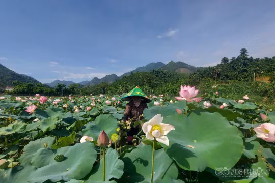 Sen nở giữa chằm trũng Quy Mông