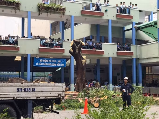 Cây phượng còn lại đã được đốn xong. Ảnh: Lê Huyền