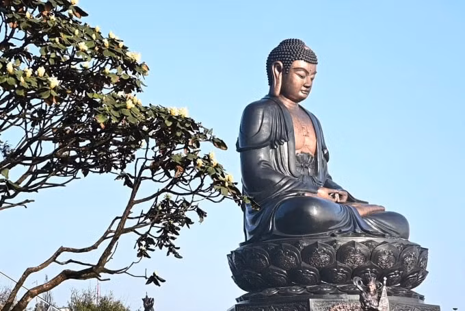 Hoa đỗ quyên Fansipan.