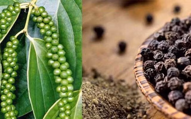 Giá hồ tiêu liên tục tăng, kỳ vọng giá tiêu tuần này tăng mạnh. Ảnh: TL