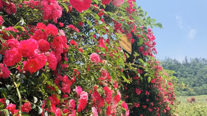 Những thác hoa hồng leo đẹp ngây ngất chỉ có tại Sa Pa.