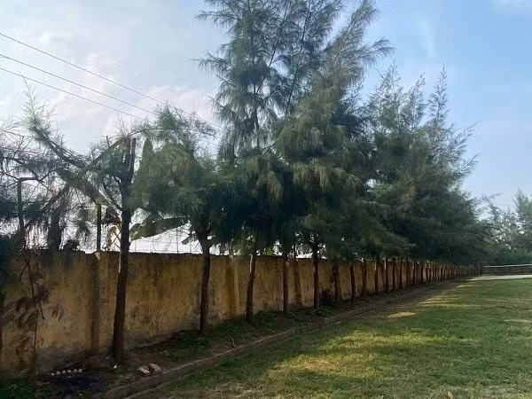 Rặng cây phi lao trong trường THCS Quyết Thắng - nơi xảy ra sự việc thương tâm khiến 1 nam sinh tử vong. Ảnh: TL