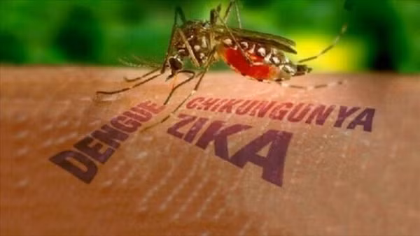 Virus Zika là nguyên nhân gây bệnh đầu nhỏ ở trẻ sơ sinh. Ảnh: WP