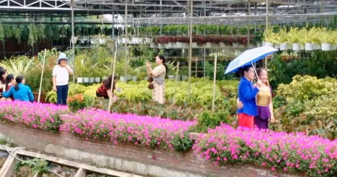 Làng hoa Sa Đéc - Điểm tham quan du lịch nổi tiếng của Đồng Tháp