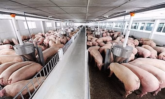 Giá heo hơi hiện đang dao động trong khoảng từ 93.000 - 100.000 đồng/kg. Ảnh minh họa.