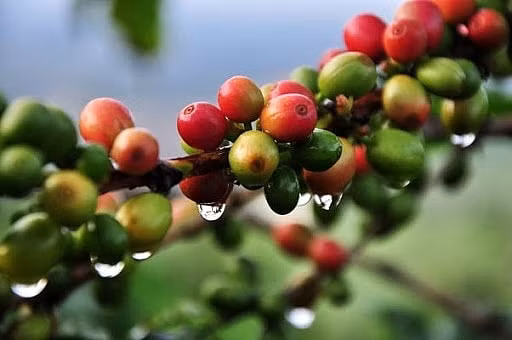 Giá cà phê hôm nay 21/5, tiếp tục đi ngang. Ảnh: TL