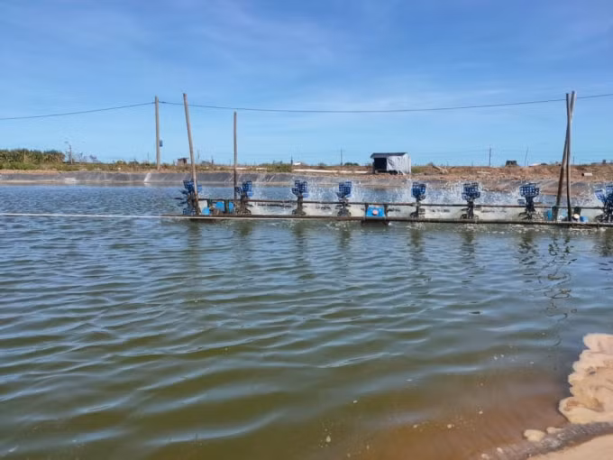 Nắng nóng kéo dài làm nhiều diện tích tôm nuôi bị thiệt hại nặng. (Ảnh: Minh Luân)