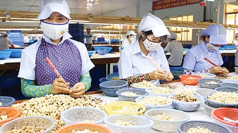 Xuất khẩu hạt điều tăng mạnh giữa tâm dịch Covid-19. Ảnh: TL