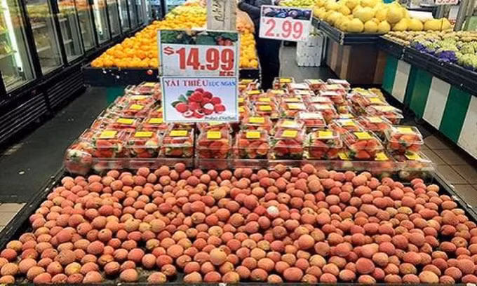 Mở đường xuất ngoại vải tươi sang Nhật. Ảnh: TL
