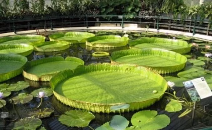 Giống sen lá lớn, chắc khỏe có thể chịu được sức nặng của một người trưởng thành ở chùa Phước Kiển, thuộc huyện Châu Thành - Đồng Tháp.