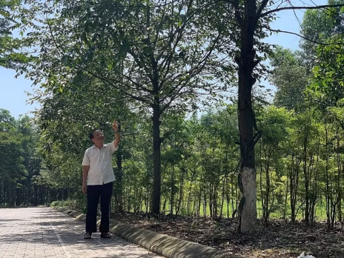Cây sao đen được trồng ở khuôn viên Trường Đại học Thành Đông.