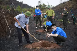 Quảng Ninh: Nhiều khó khăn khi chuyển đổi từ trồng cây ngắn ngày sang cây gỗ lớn