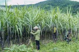 Sau nửa năm áp thuế chống phá giá, đường nhập khẩu từ Thái Lan đã giảm 75%