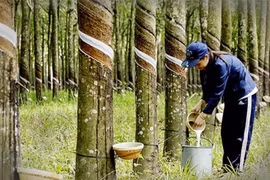 Nhu cầu giảm gây khó khăn cho xuất khẩu cao su
