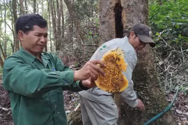 Độc đáo nghề “nuôi” ong rừng trong hốc cây của người Xê Đăng