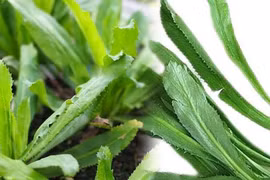 Một số bài thuốc dân gian cực hiệu quả từ rau mùi tàu