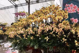 Rực rỡ chợ hoa xuân biên giới Lào Cai