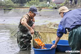 Giá cá chép đỏ tăng gấp đôi, dân làng Thủy Trầm hối hả xuống ao bắt cá