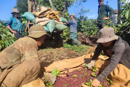 Cà phê được mùa nông dân Gia Lai vẫn méo mặt vì giá phân bón, nhân công tăng cao