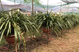 Sa Pa đưa hàng ngàn chậu hoa lan Tết tiền triệu xuống núi tránh rét