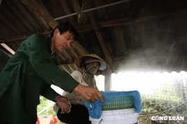 Ngọt thơm hương mía Thọ Điền