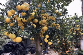 Bưởi cảnh Hưng Yên ngược núi Lào Cai giá 20 triệu đồng vẫn "cháy hàng"