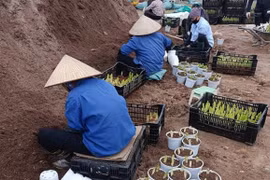 Người trồng hoa rộn ràng chuẩn bị cho mùa hoa Tết Quý Mão