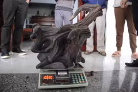 Cặp nhung nai “khủng” nặng gần 11kg, giá 110 triệu đồng