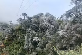 Sa Pa lạnh 2 độ C, sương muối phủ trắng núi Hoàng Liên