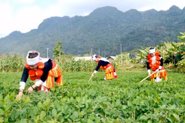 Ưu tiên vốn hỗ trợ hộ nghèo, các nhóm dân tộc thiểu số còn gặp nhiều khó khăn