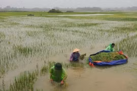 Hà Nội: Báo động lũ trên sông Tích