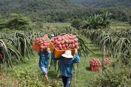 Cửa khẩu Lào Cai cho phép thanh long thông quan: Bộ Công Thương đưa ra cảnh báo