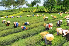 Đẩy nhanh tiến độ xây dựng các đề án phát triển kinh tế-xã hội vùng đồng bào dân tộc thiểu số