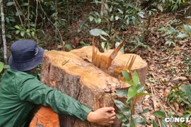 Gia Lai: Xã đi kiểm tra hằng ngày vẫn không biết “lâm tặc” mở “công trường” khai thác gỗ