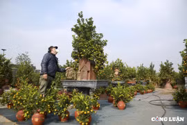Hà Nội: Quất Tứ Liên tất bật cho vụ Tết, cây đẹp giá chục triệu đã được đặt mua trước