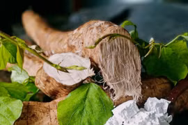 Trồng “củ sắn, củ nghệ”, anh nông dân kiếm hơn 1 tỷ đồng mỗi năm