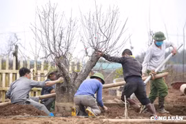 Làng đào Nhật Tân, Hà Nội tất bật thu gom, hồi sinh những gốc đào cho vụ mới