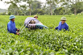 Sắp diễn ra hội chợ quảng bá sản phẩm nông nghiệp miền núi, hải đảo “made in Việt Nam”