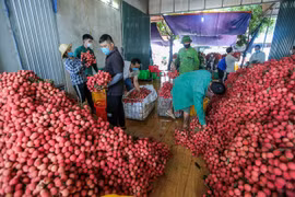 103 thương nhân Trung Quốc được phép nhập cảnh đến Bắc Giang để thu mua vải thiều