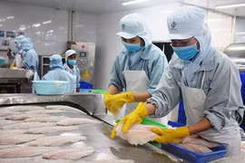 Xuất khẩu cá tra tiếp tục tăng trưởng khả quan