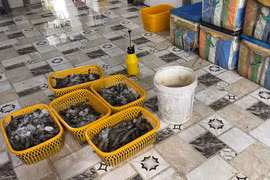 Bắt quả tang cơ sở thu mua tôm bơm tạp chất vào tôm sú nguyên liệu