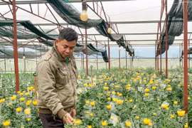 Gia Lai: Bỏ vườn hồ tiêu, thanh niên lãi lớn nhờ trồng hoa cúc công nghệ cao